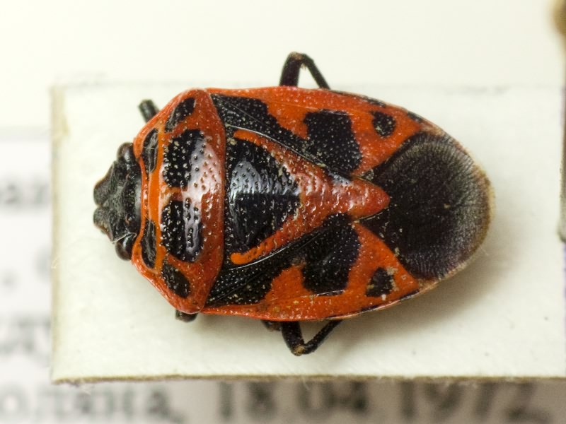Eurydema (Rubrodorsalium) dominula (Scopoli, 1763)
